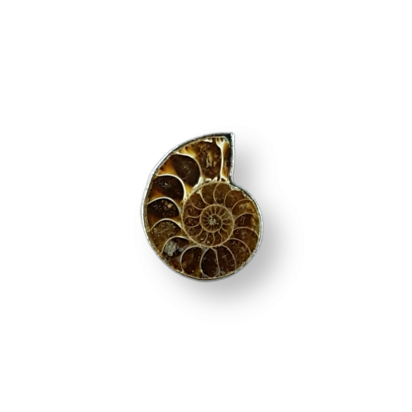 Ammonite Cocktail Ring