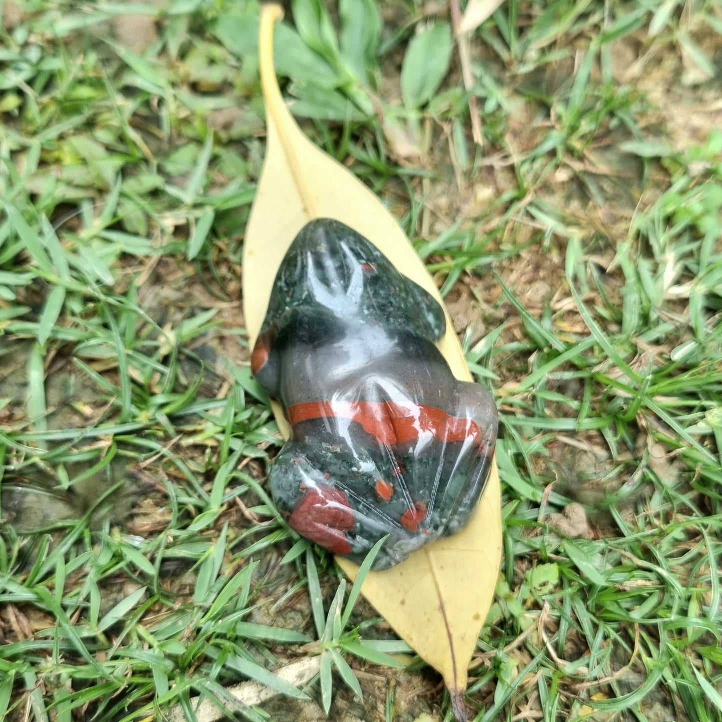 African Bloodstone Frog